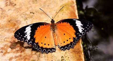borboleta preta e laranja